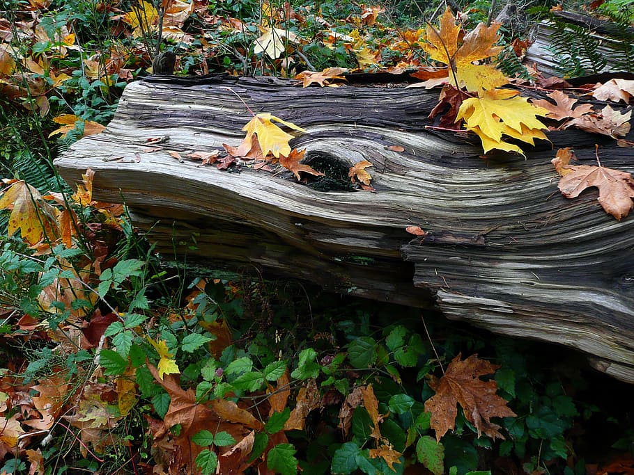 Autumn, Fall, Leaves, fall leaves, yellow leaf, root, nature HD wallpaper