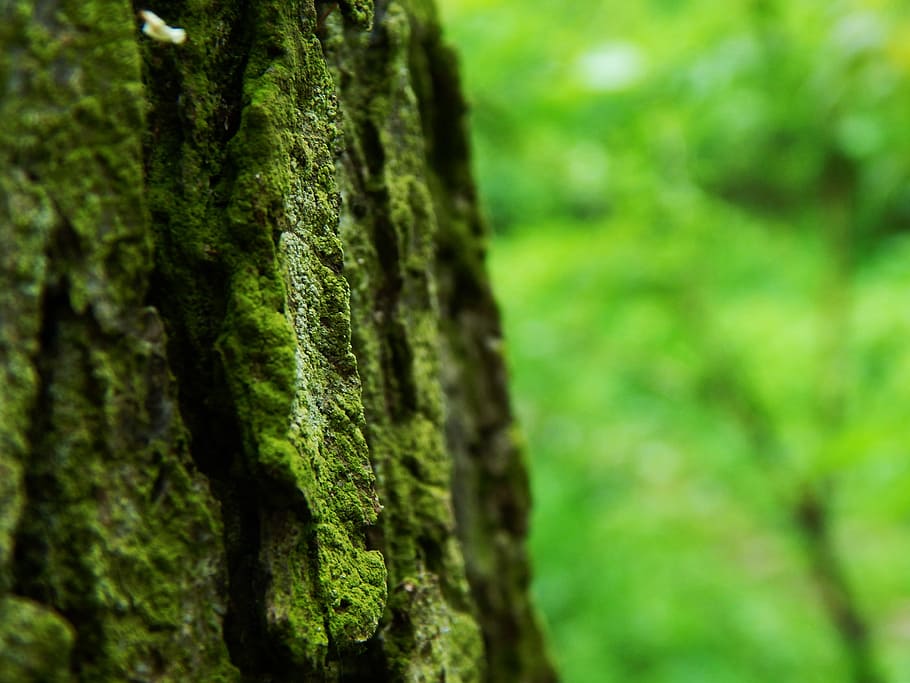 tree, bark, wood, tree bark, trees, forest, nature, plant, green color HD wallpaper