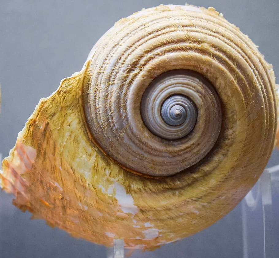 Shell, Nature, Seashell, Wildlife, thalassa museum, ayia napa HD wallpaper