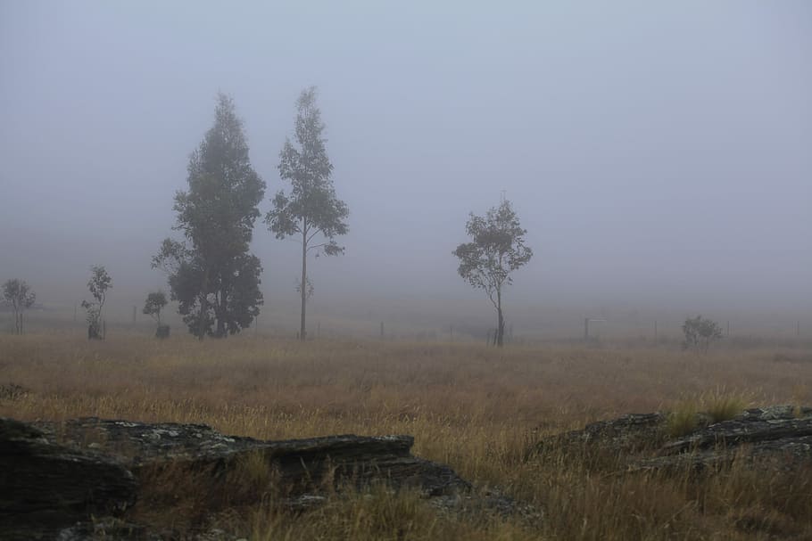 Fog, Gum Trees, Light, Morning, early, eucalyptus, landscape HD wallpaper