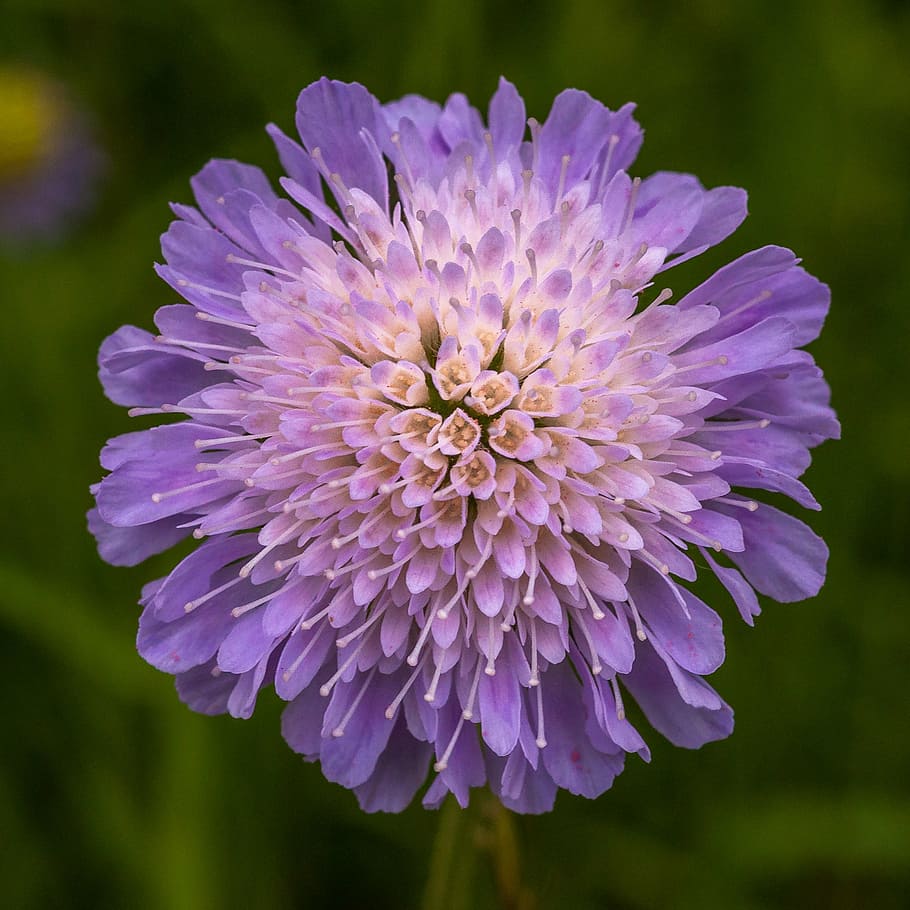 flower, purple, macro, blossom, bloom, nature, close, plant HD wallpaper