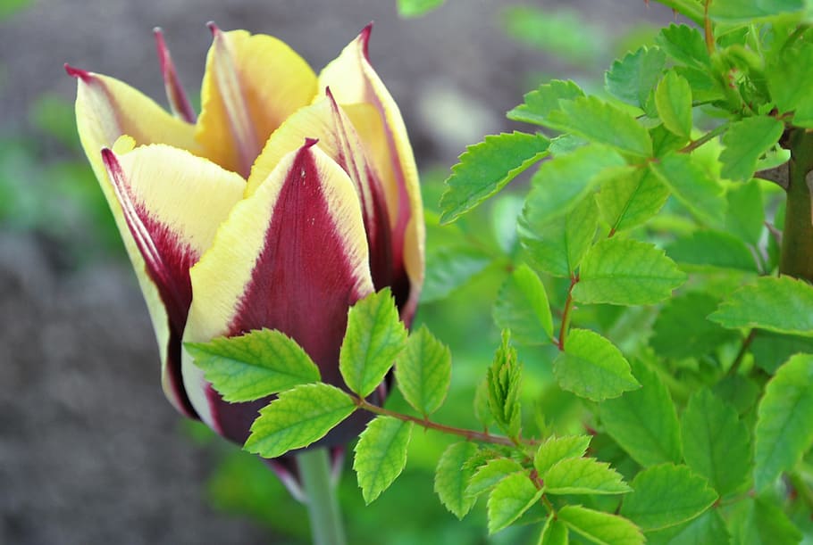 tulip, flowers, spring flowers, garden flower, plant, plant part HD wallpaper