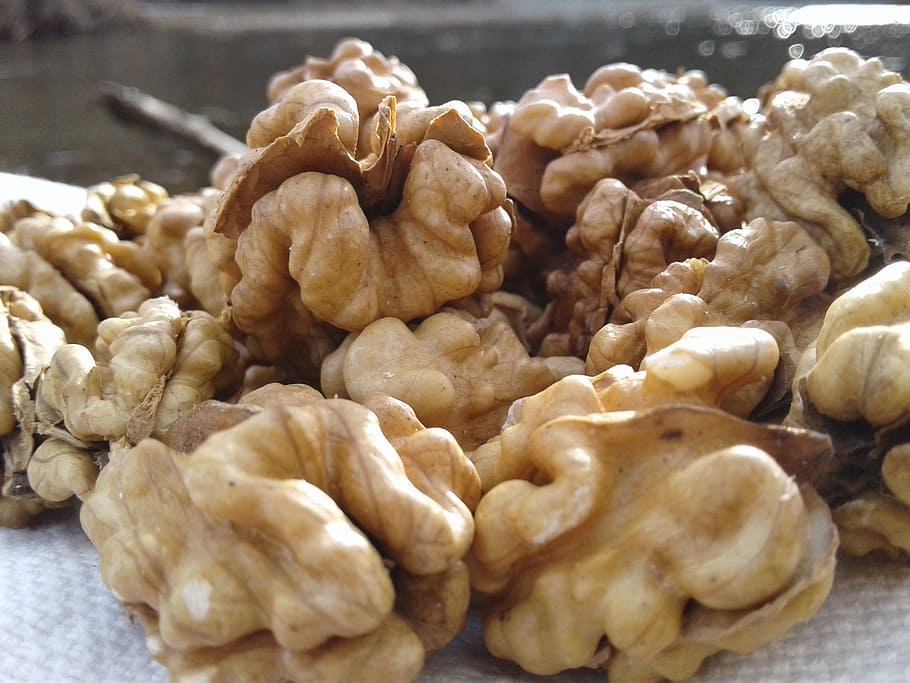 nuts, nogales, harvest, autumn, tree, dried fruits, pick up HD wallpaper
