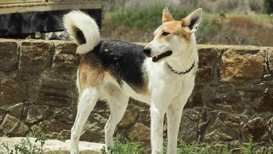 Dog, Animal, Curious, Cute, looking, cute dog, guardian, staring HD wallpaper