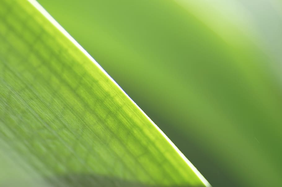 leaf, green, nature, green color, plant part, backgrounds, close-up HD wallpaper