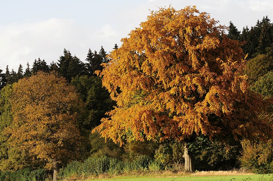autumn, fall color, tree, tree in the fall, golden autumn, autumn colours HD wallpaper