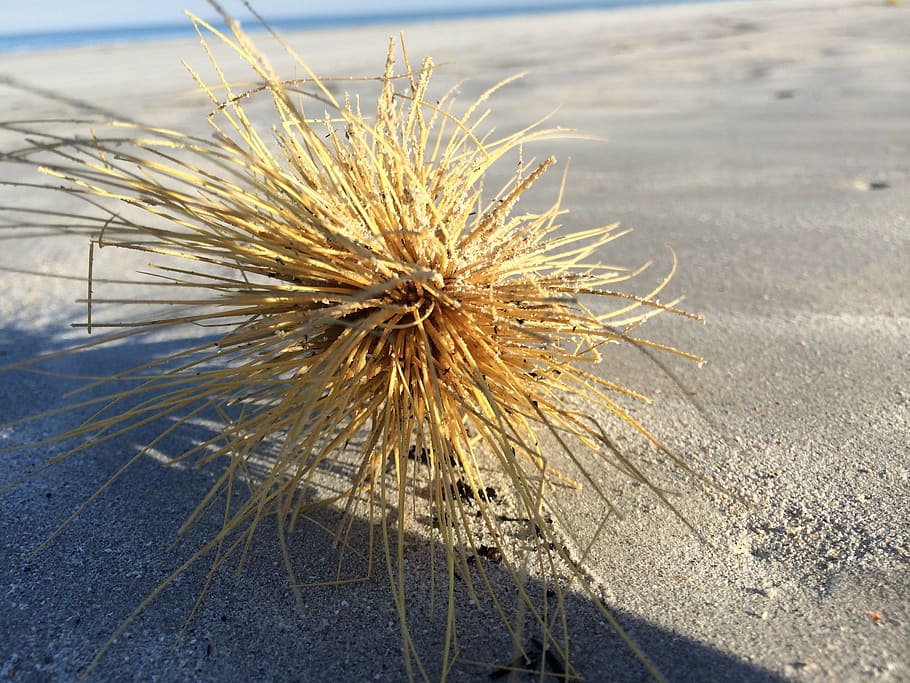 tumble weed, sand, beach, environment, nature, plant, day, no people, HD wallpaper