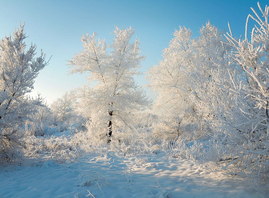 snow-covered pine trees during daytime, winter, forest, nature HD wallpaper