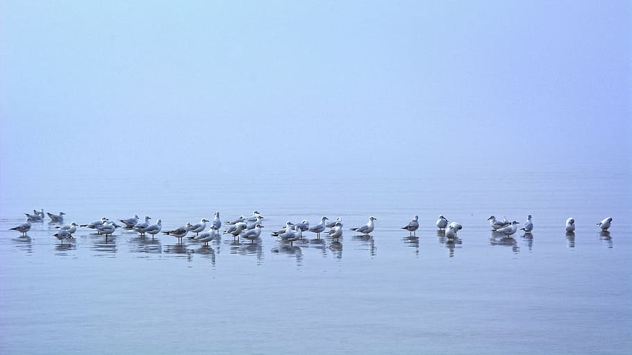 fog, seagull, mirroring, water, bird, nature, mood, reflections HD wallpaper