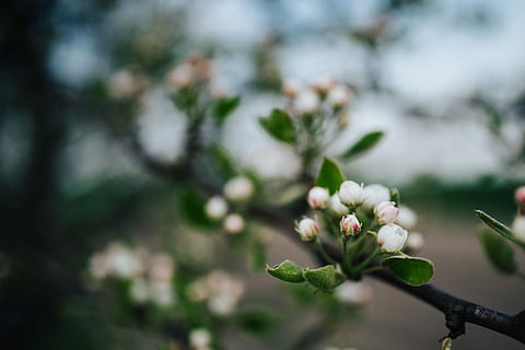 Close-ups of flowers, leaves and fruit on branches, closeup, flora HD wallpaper