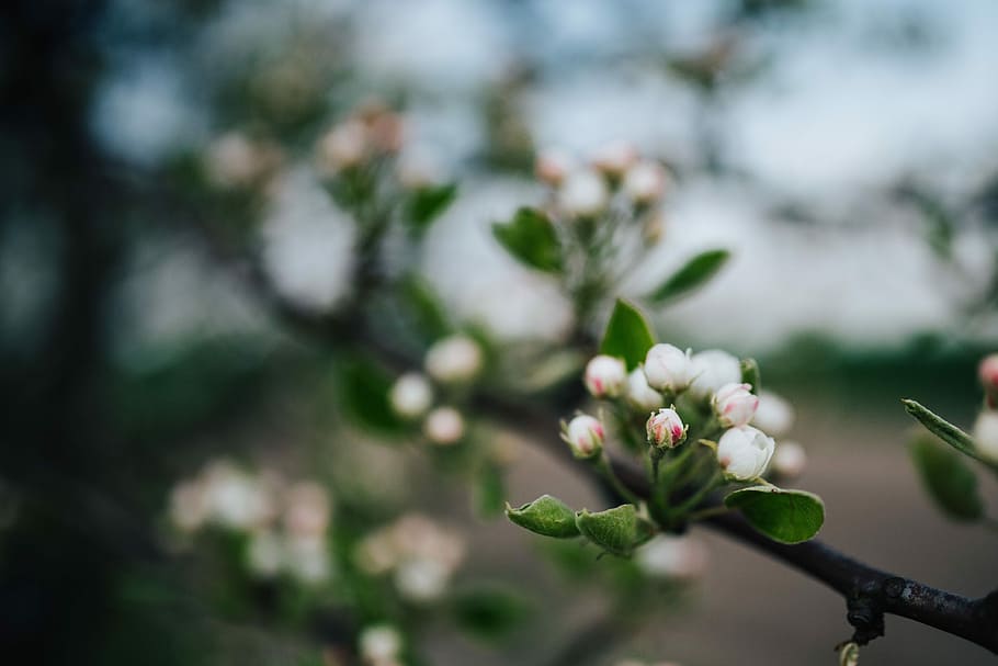 Close-ups of flowers, leaves and fruit on branches, closeup, flora HD wallpaper