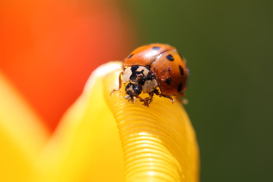 ladybug, flower, nature, insect, beetle, blossom, bloom, red HD wallpaper