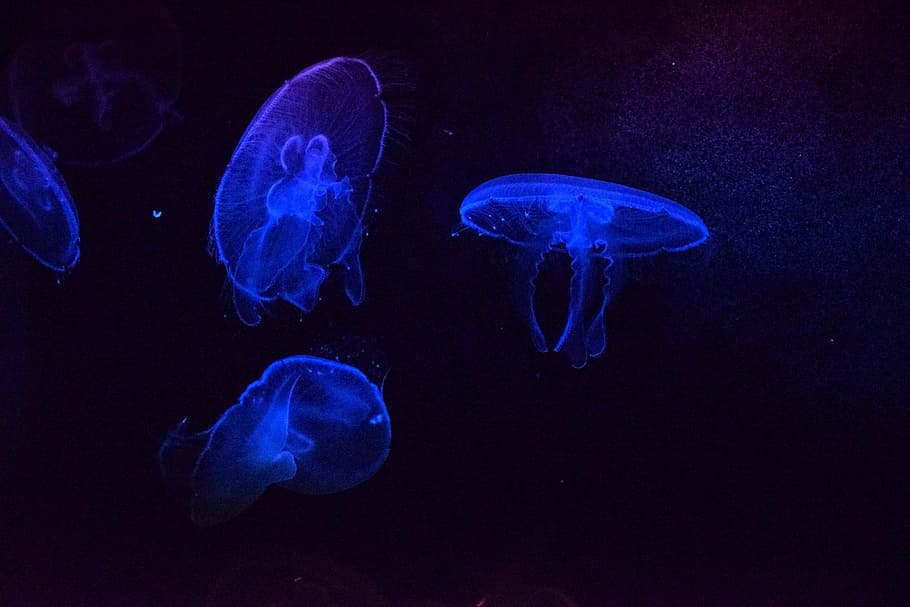 jellyfish aquarium 4k