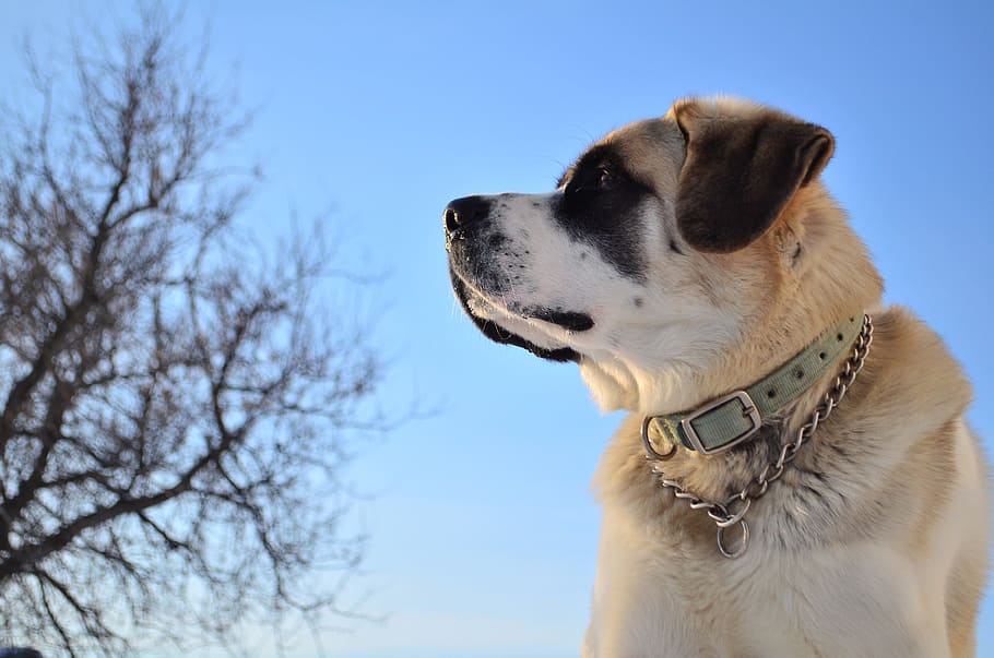 Dog, Pet, Portrait, Vigilant, sky, domestic animal, doggie HD wallpaper