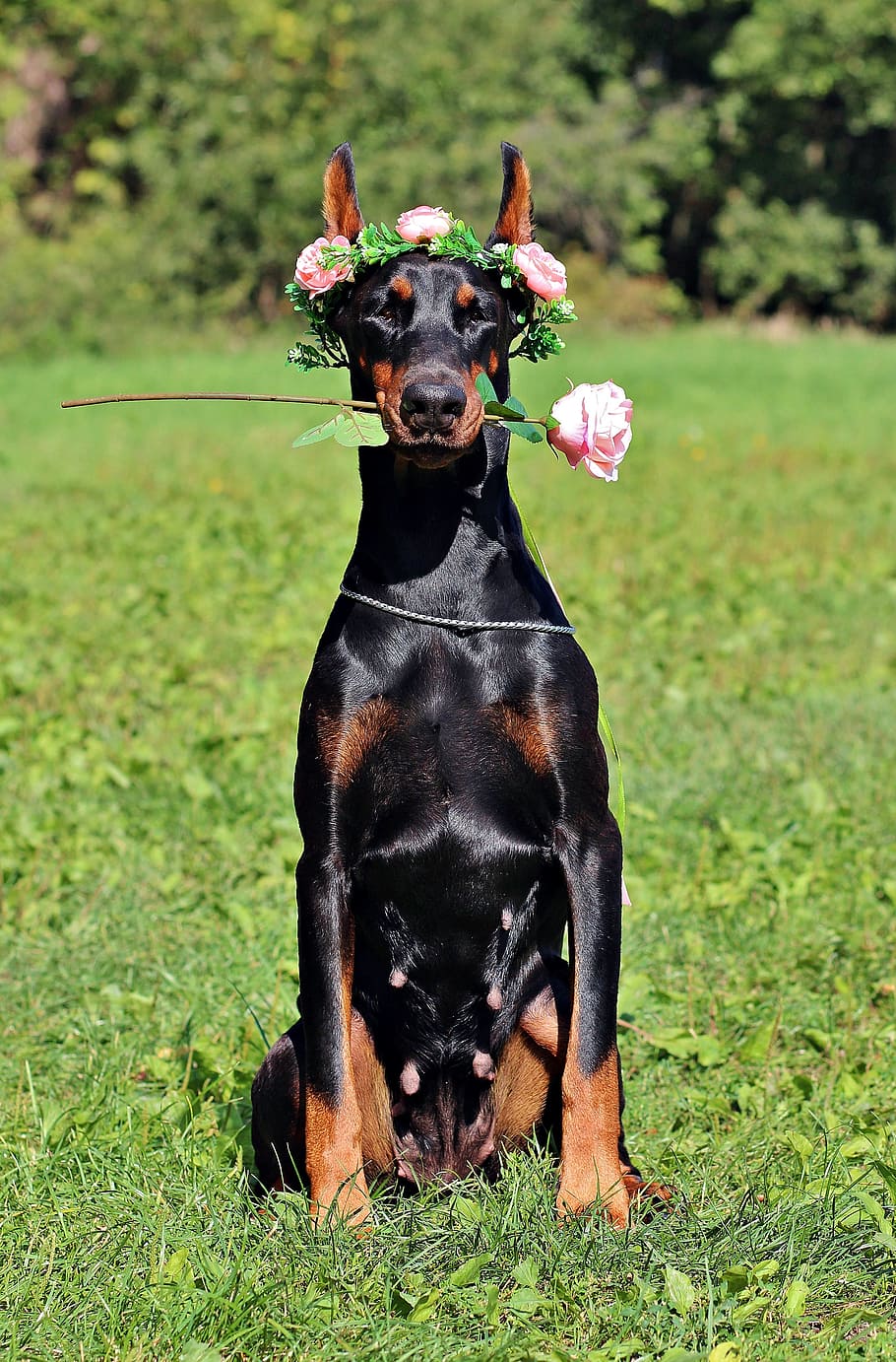 HD wallpaper: doberman, dog, rose, sitting, sweet, canine, grass, domestic  animals | Wallpaper Flare