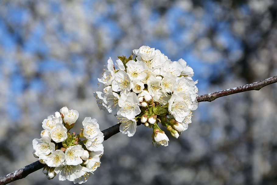 cherry, flower, sprig, spring, nature, spring flowers, garden HD wallpaper
