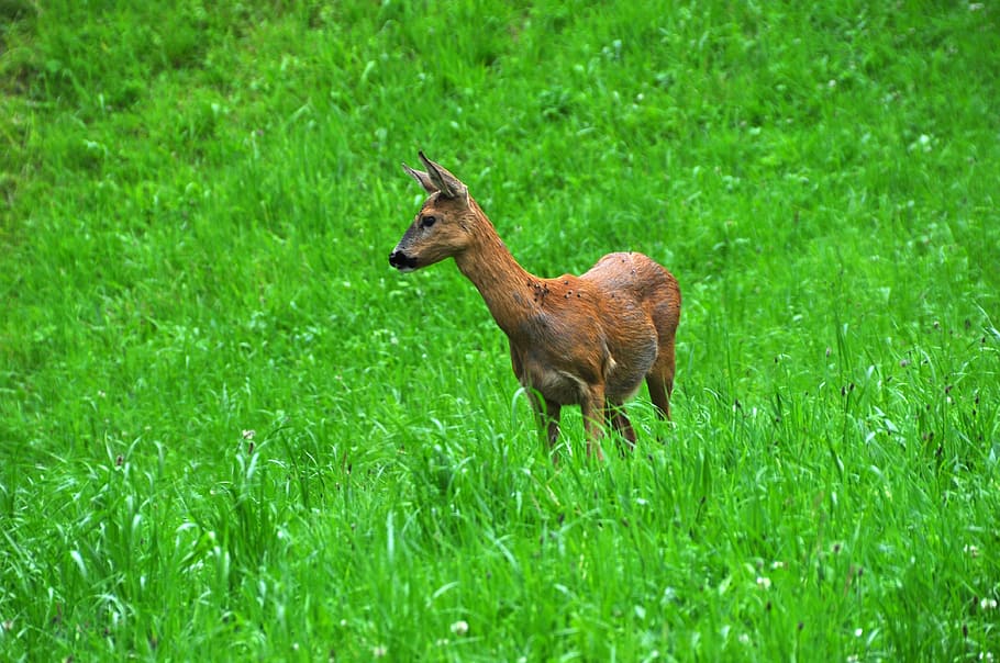 roe deer, animal, wild, scheu, red deer, meadow, grass, green color HD wallpaper