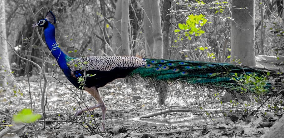 peacock, bird, wild, creative, wing, white, colorful, pattern HD wallpaper
