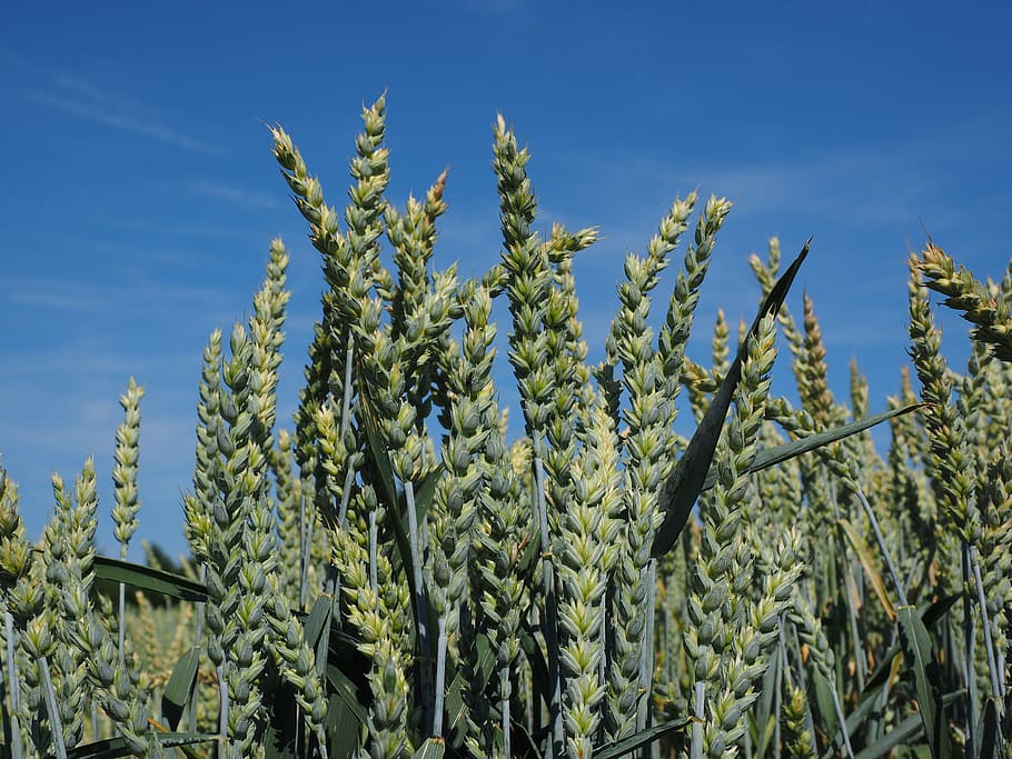 wheat field, cereals, ear, grain, cornfield, food, agriculture HD wallpaper