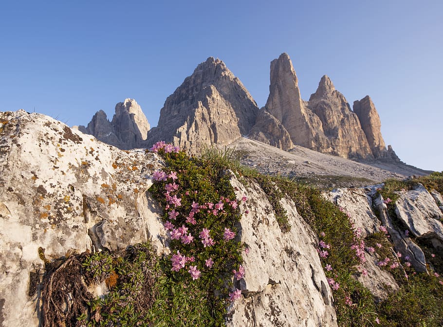 pink flowers on brown rock cliff landscape photography, mountain under blue sky HD wallpaper