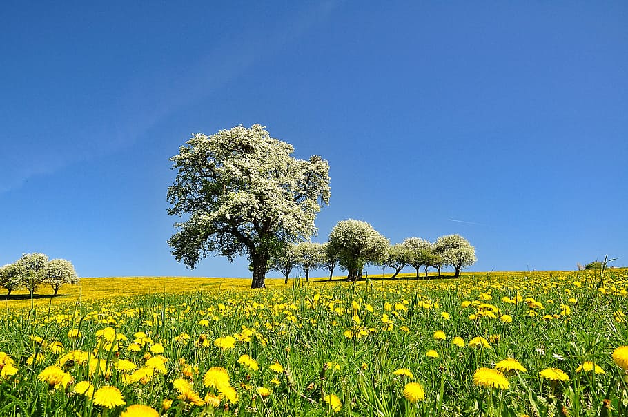 nature, landscape, spring, flowering time, blossom, pear blossom HD wallpaper