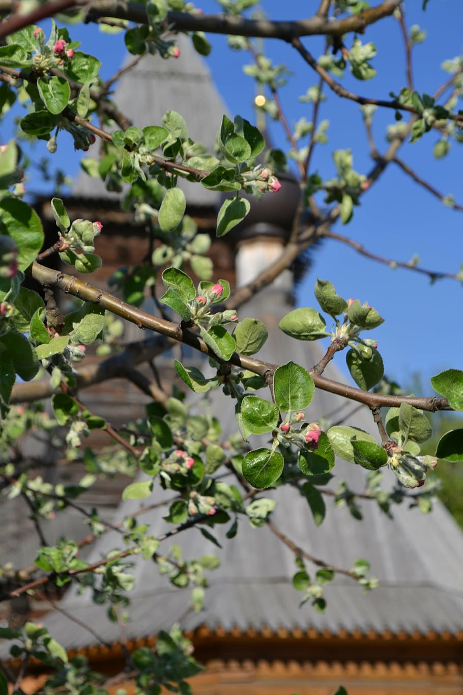 spring, apple tree, moore, plant, growth, plant part, leaf HD wallpaper
