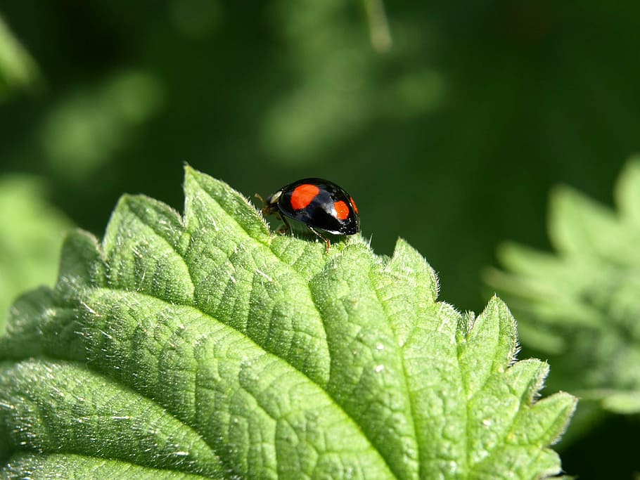 Red Point, Beetle, Insect, Nature, red point beetle, close HD wallpaper