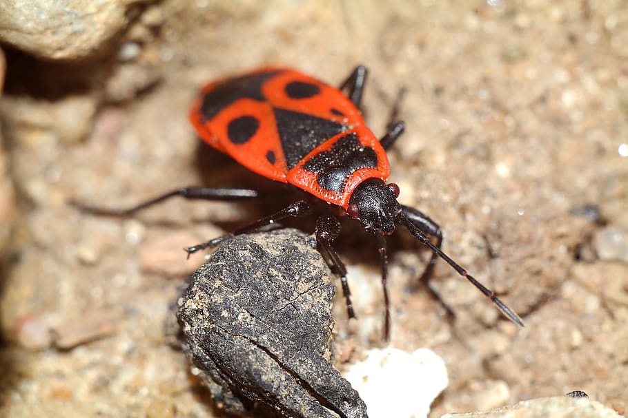smith wingless, insect, closeup, macro, animal themes, animals in the wild HD wallpaper