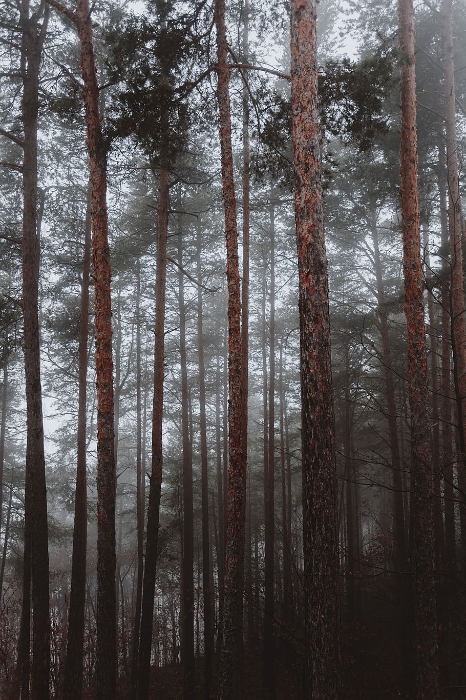 bunch of brown pine trees, tall trees during daytime, mist, eery HD wallpaper