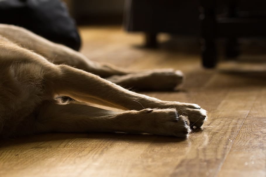 brown dog lying on floor, Light, Animal, Good, Fur, Friend, pet