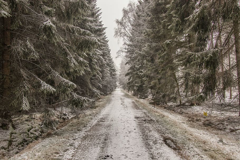 pathway between forest during daytime, winter, snow, nature HD wallpaper