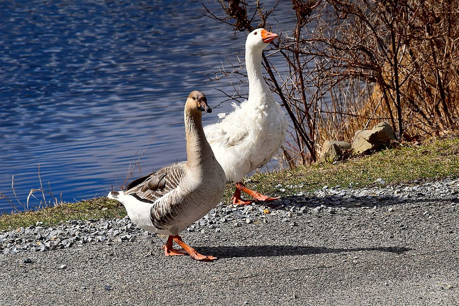 geese, pond, walking, sunny, nature, bird, water, waterfowl HD wallpaper