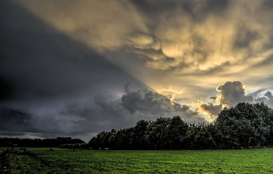 crepuscular rays with green leafed trees, sky, cloudy, hdr HD wallpaper