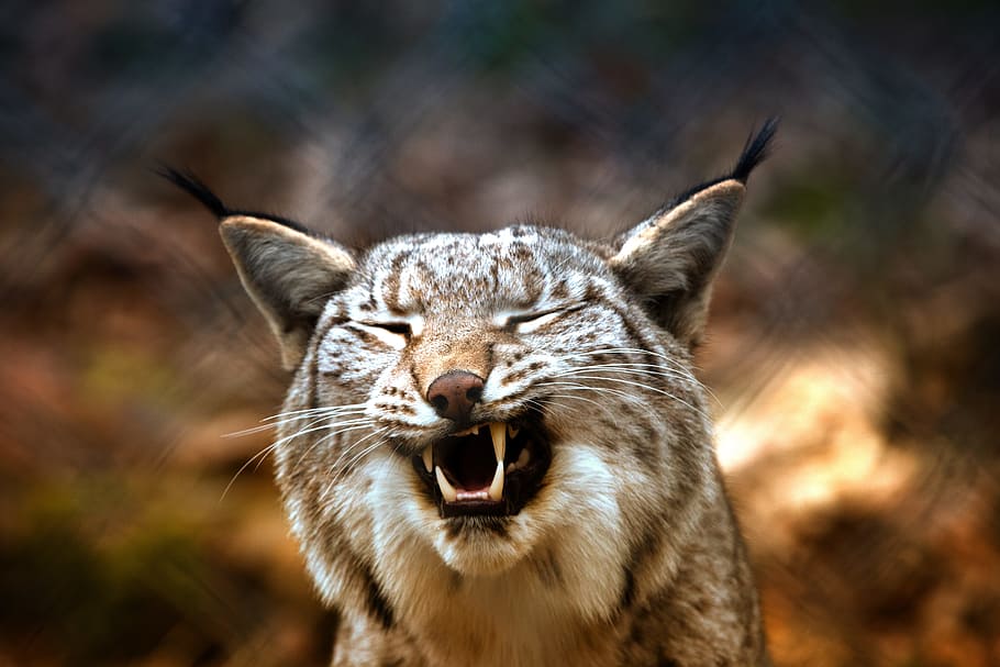 lynx, imprisoned, eurasischer lynx, fence, caught, wildlife photography, HD wallpaper