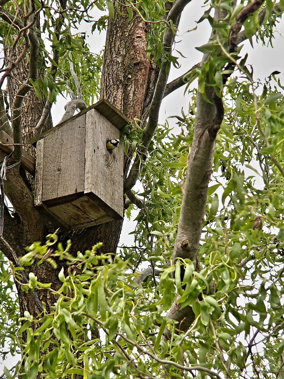 Can, Booth, Bird, Tit, Tree, twisted willow, no people, day HD wallpaper