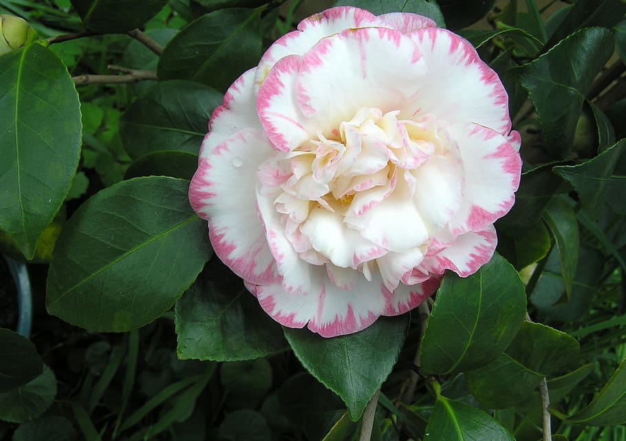 camellia, flower, white, and pink, plant, flowering plant, petal