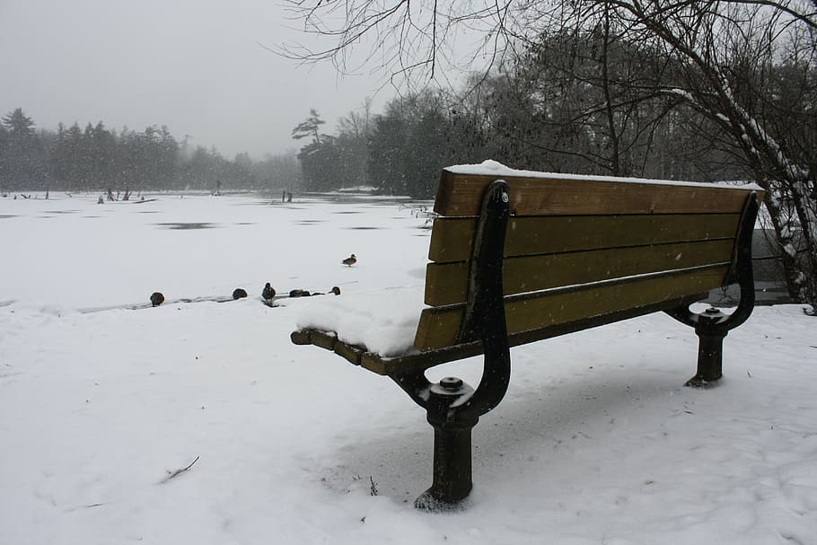 bench, lake, landscape, duck, sitting, nature, winter, snow HD wallpaper
