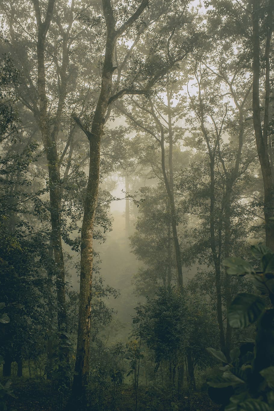 twilight photography of green leafed forest, fog inside forest during daytime HD wallpaper