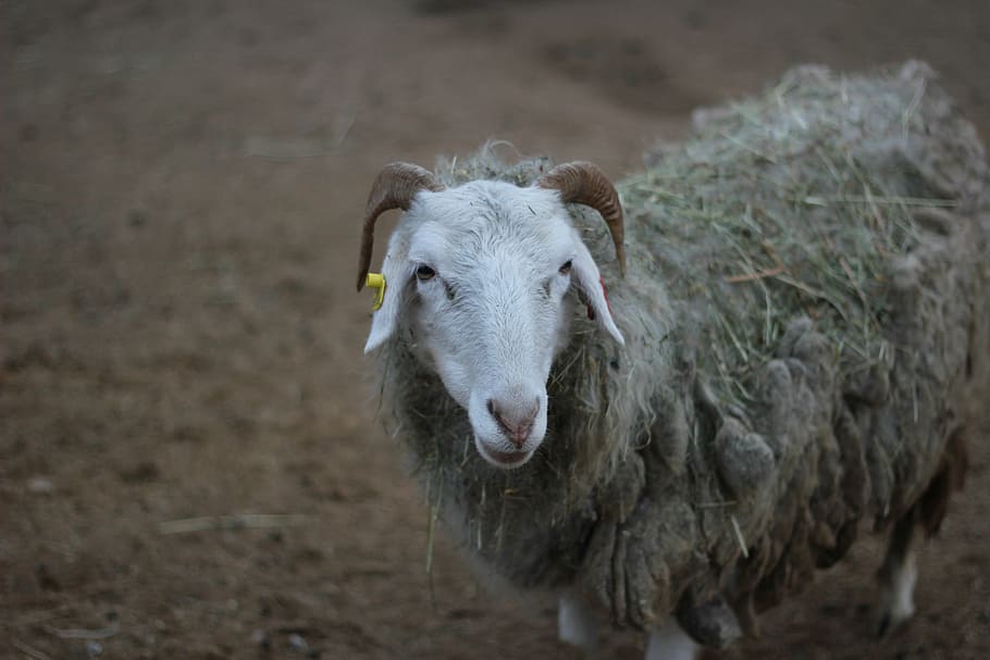 prague, zoo, sheep, animal themes, livestock, domestic, mammal HD wallpaper