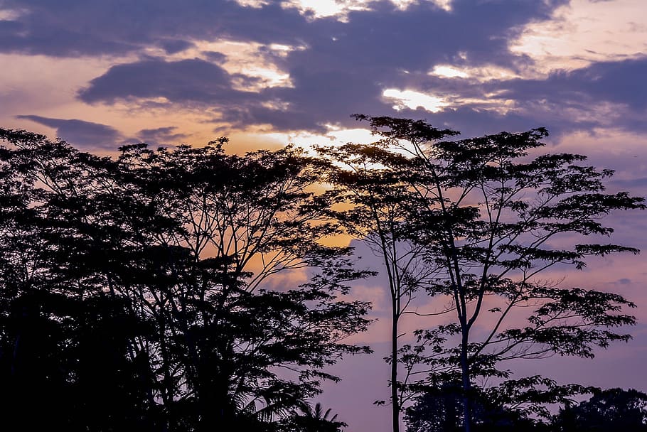 sky, sunset, exotic, horizon, trees, landscape, atmosphere HD wallpaper