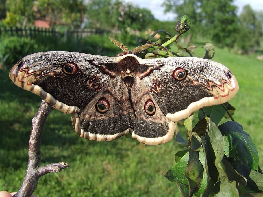 butterfly, pear-shaped, animal themes, focus on foreground HD wallpaper