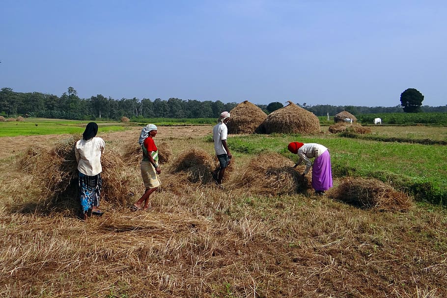 people holding brown hay on green grass field, paddy, harvest HD wallpaper