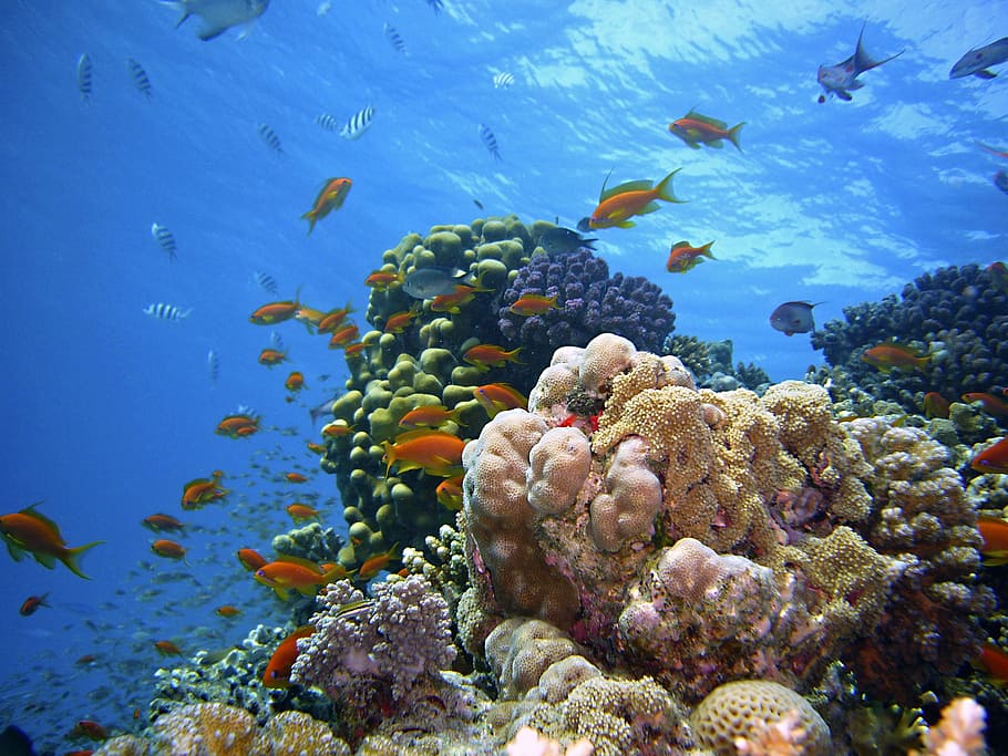 assorted fish in coral reef during daytime, fishes, underwater