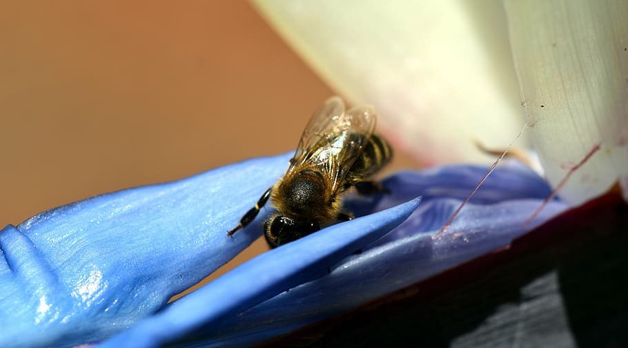 bee, blossom, bloom, insect, flower, macro, close, nature, spring HD wallpaper