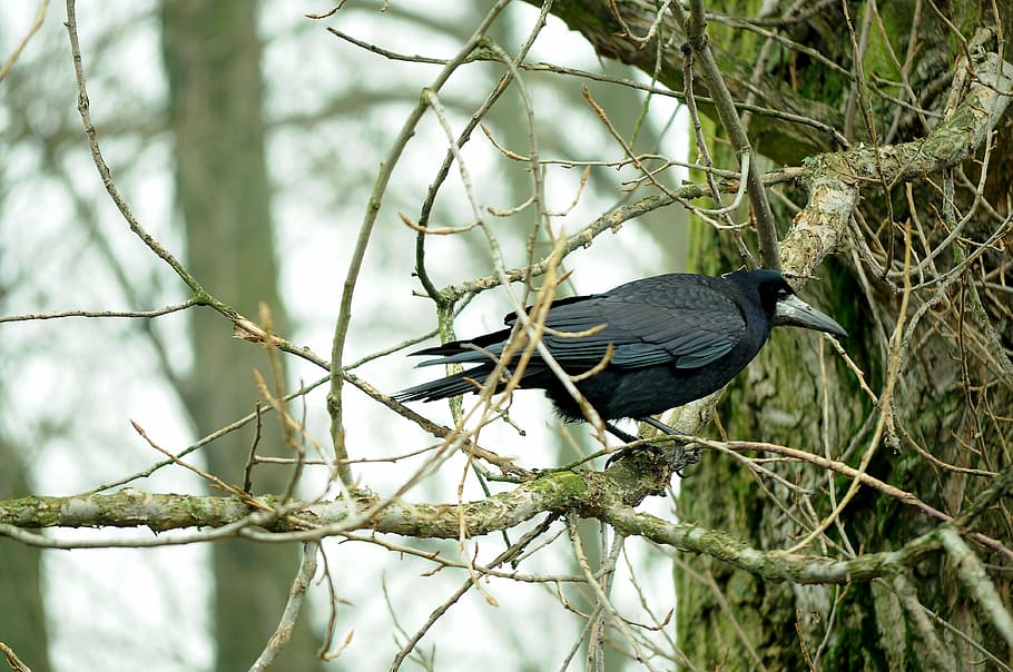 rook bird, tree, autumn, black, sadness, nature, animal, wildlife HD wallpaper