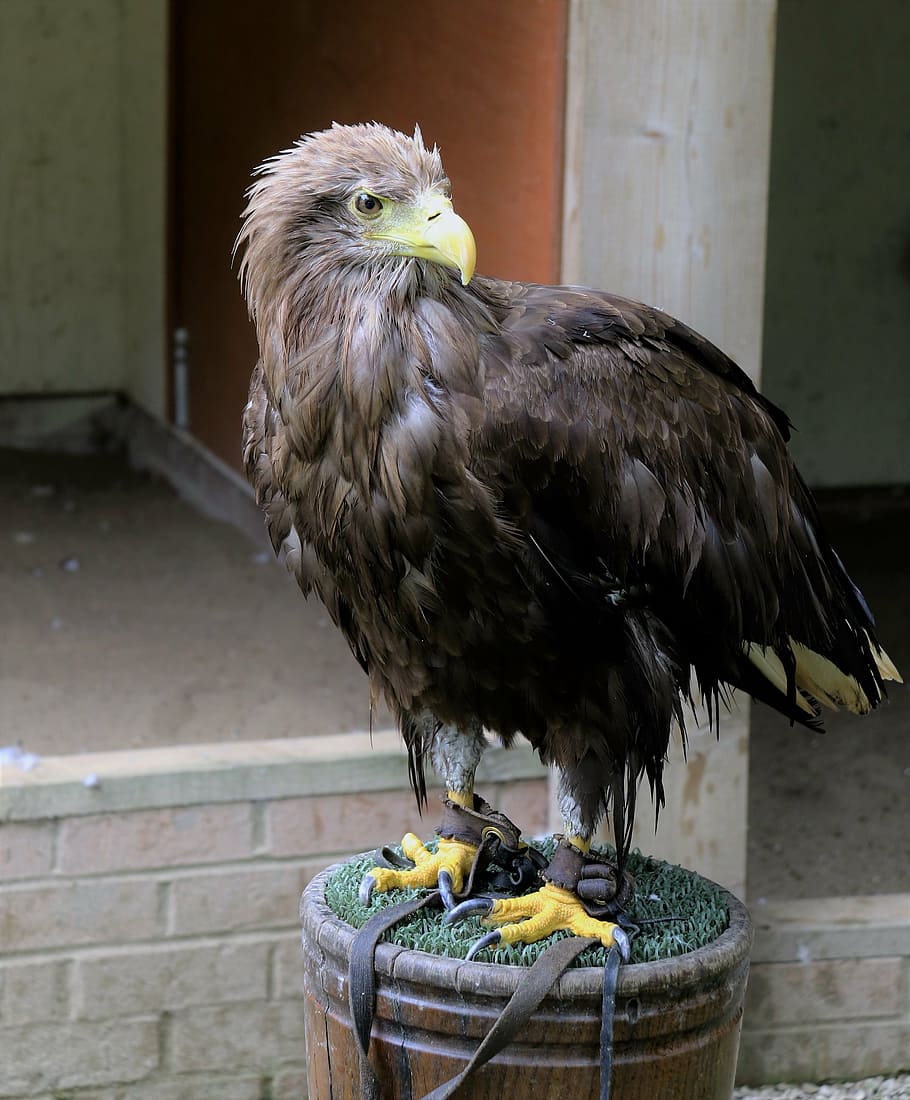 white tailed sea eagle, bird, nature, wildlife, white-tailed HD wallpaper