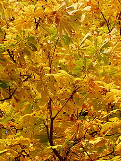 Fall, Leaves, Golden, Rays, Yellow, fall leaves, light, yellow green HD wallpaper