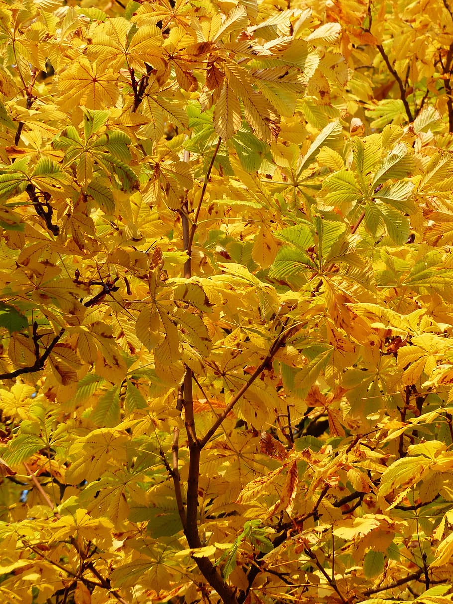 Fall, Leaves, Golden, Rays, Yellow, fall leaves, light, yellow green HD wallpaper