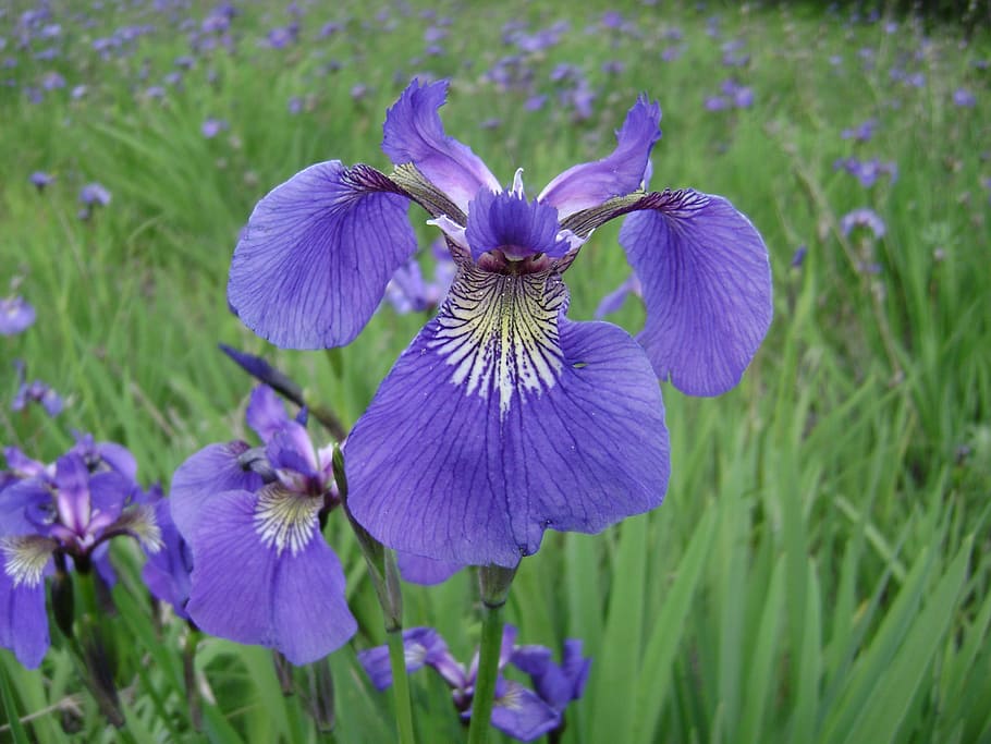 alaska, iris, fields, purple, flower, green, meadow, nature HD wallpaper
