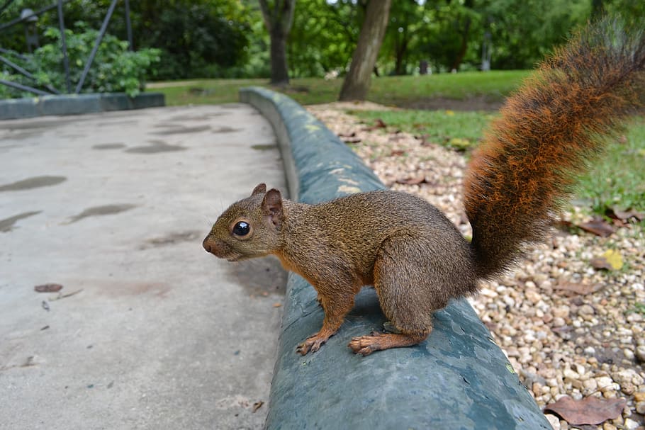 squirrel, nature, natural, park, rodent, animal, animals, animal world HD wallpaper